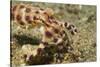 Blue-Ringed Octopus-Hal Beral-Stretched Canvas