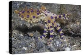 Blue-Ringed Octopus-Hal Beral-Stretched Canvas