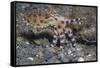 Blue-Ringed Octopus-Hal Beral-Framed Stretched Canvas