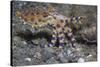 Blue-Ringed Octopus-Hal Beral-Stretched Canvas