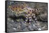 Blue-Ringed Octopus-Hal Beral-Framed Stretched Canvas