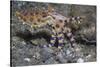 Blue-Ringed Octopus-Hal Beral-Stretched Canvas