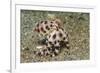 Blue-Ringed Octopus-Hal Beral-Framed Photographic Print