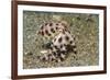 Blue-Ringed Octopus-Hal Beral-Framed Photographic Print