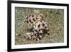 Blue-Ringed Octopus-Hal Beral-Framed Photographic Print