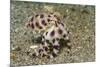 Blue-Ringed Octopus-Hal Beral-Mounted Photographic Print