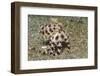 Blue-Ringed Octopus-Hal Beral-Framed Photographic Print