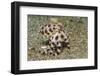 Blue-Ringed Octopus-Hal Beral-Framed Photographic Print