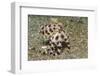 Blue-Ringed Octopus-Hal Beral-Framed Photographic Print