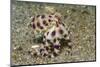 Blue-Ringed Octopus-Hal Beral-Mounted Photographic Print