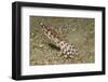 Blue-Ringed Octopus-Hal Beral-Framed Photographic Print