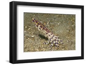 Blue-Ringed Octopus-Hal Beral-Framed Photographic Print