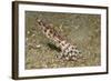 Blue-Ringed Octopus-Hal Beral-Framed Photographic Print