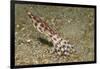 Blue-Ringed Octopus-Hal Beral-Framed Photographic Print