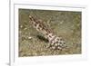 Blue-Ringed Octopus-Hal Beral-Framed Photographic Print