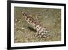 Blue-Ringed Octopus-Hal Beral-Framed Photographic Print