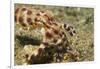 Blue-Ringed Octopus-Hal Beral-Framed Photographic Print