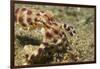 Blue-Ringed Octopus-Hal Beral-Framed Photographic Print