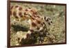 Blue-Ringed Octopus-Hal Beral-Framed Photographic Print