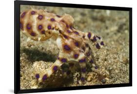 Blue-Ringed Octopus-Hal Beral-Framed Photographic Print