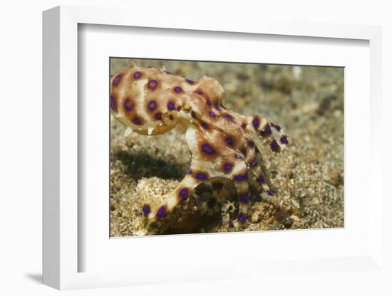 Blue-Ringed Octopus-Hal Beral-Framed Photographic Print