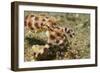 Blue-Ringed Octopus-Hal Beral-Framed Photographic Print