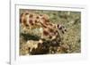 Blue-Ringed Octopus-Hal Beral-Framed Photographic Print