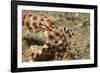 Blue-Ringed Octopus-Hal Beral-Framed Photographic Print