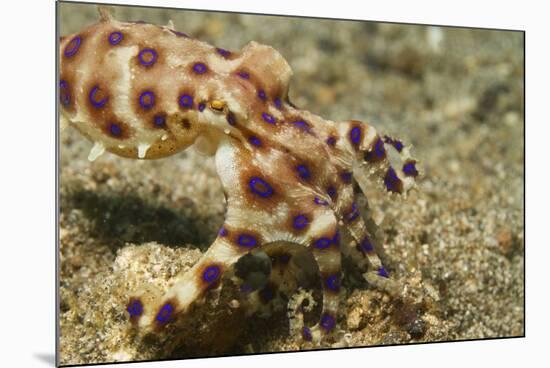 Blue-Ringed Octopus-Hal Beral-Mounted Photographic Print