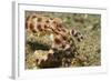 Blue-Ringed Octopus-Hal Beral-Framed Photographic Print