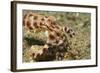 Blue-Ringed Octopus-Hal Beral-Framed Photographic Print