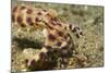 Blue-Ringed Octopus-Hal Beral-Mounted Photographic Print