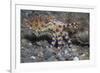 Blue-Ringed Octopus-Hal Beral-Framed Photographic Print