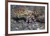 Blue-Ringed Octopus-Hal Beral-Framed Photographic Print