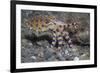 Blue-Ringed Octopus-Hal Beral-Framed Photographic Print