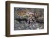 Blue-Ringed Octopus-Hal Beral-Framed Photographic Print