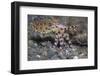 Blue-Ringed Octopus-Hal Beral-Framed Photographic Print