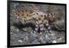 Blue-Ringed Octopus-Hal Beral-Framed Photographic Print