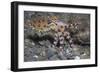 Blue-Ringed Octopus-Hal Beral-Framed Photographic Print