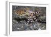 Blue-Ringed Octopus-Hal Beral-Framed Photographic Print