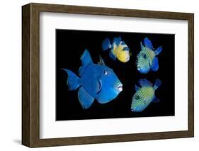 Blue / Rippled triggerfish composite image, Indonesia-Georgette Douwma-Framed Photographic Print
