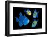 Blue / Rippled triggerfish composite image, Indonesia-Georgette Douwma-Framed Photographic Print