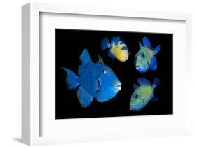 Blue / Rippled triggerfish composite image, Indonesia-Georgette Douwma-Framed Photographic Print