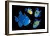 Blue / Rippled triggerfish composite image, Indonesia-Georgette Douwma-Framed Photographic Print