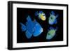 Blue / Rippled triggerfish composite image, Indonesia-Georgette Douwma-Framed Photographic Print