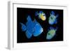 Blue / Rippled triggerfish composite image, Indonesia-Georgette Douwma-Framed Photographic Print