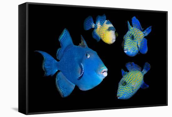 Blue / Rippled triggerfish composite image, Indonesia-Georgette Douwma-Framed Stretched Canvas