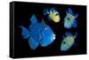 Blue / Rippled triggerfish composite image, Indonesia-Georgette Douwma-Framed Stretched Canvas