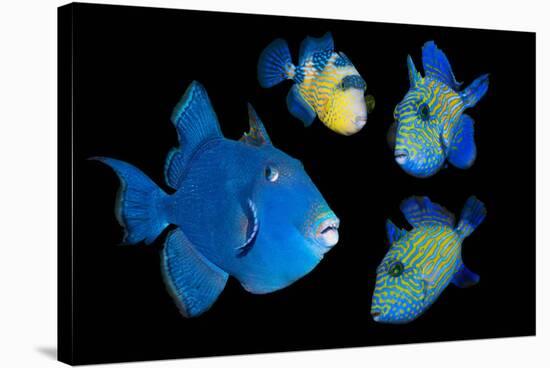 Blue / Rippled triggerfish composite image, Indonesia-Georgette Douwma-Stretched Canvas