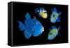 Blue / Rippled triggerfish composite image, Indonesia-Georgette Douwma-Framed Stretched Canvas